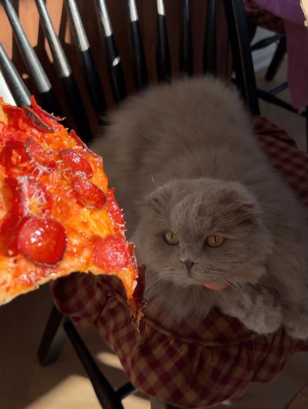 Crosta Pizzaria: You go-to pizza house